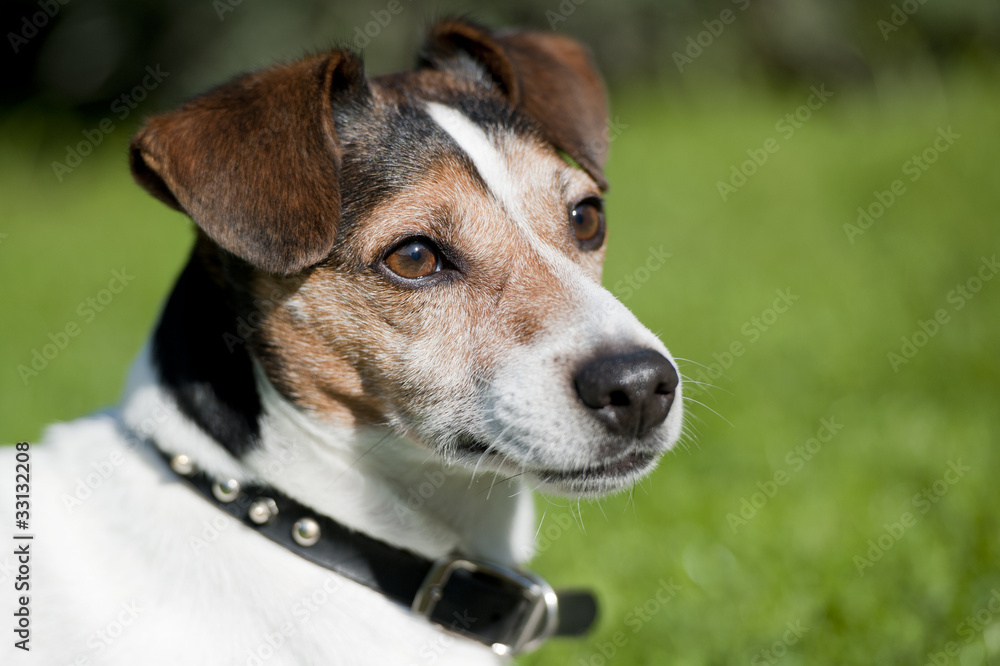 Jack Russel dog in the grass and looking to the right Jack Russel dog in the grass and looking to the right
