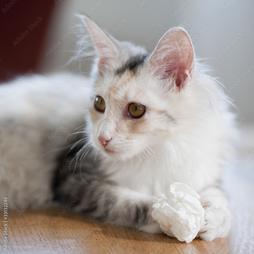 White cat laying on a table with a paper wad in her paws White cat laying on a table with a paper wad in her paws