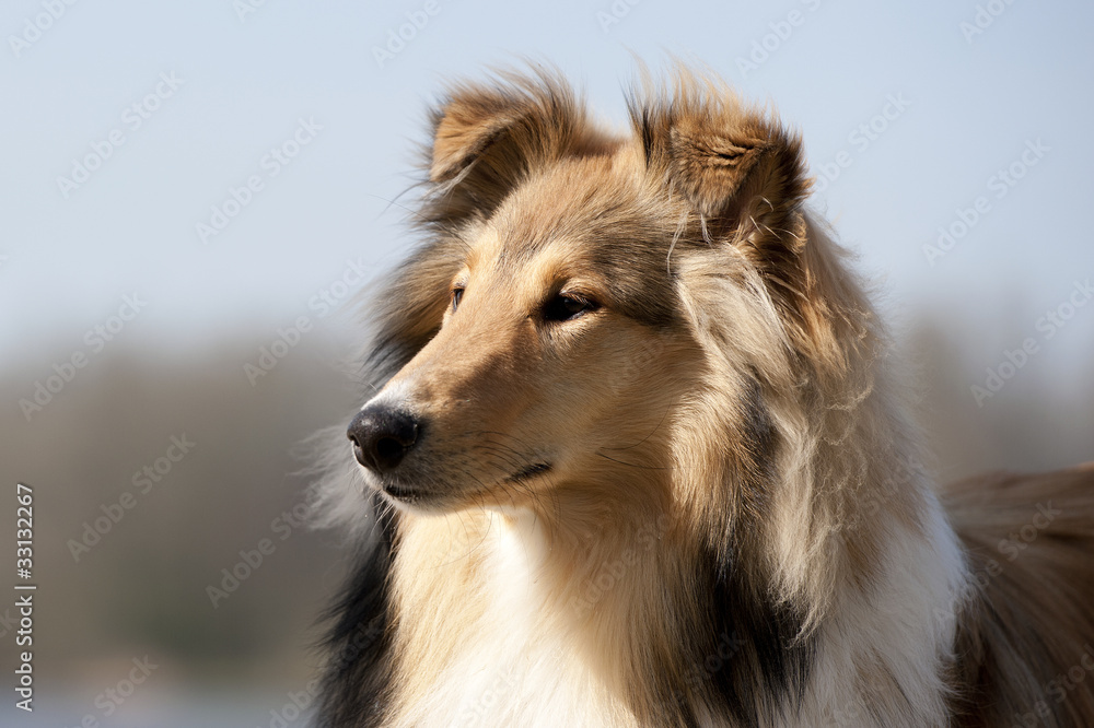 Scotch Collie sitting on the beach near a lake Scotch Collie sitting on the beach near a lake