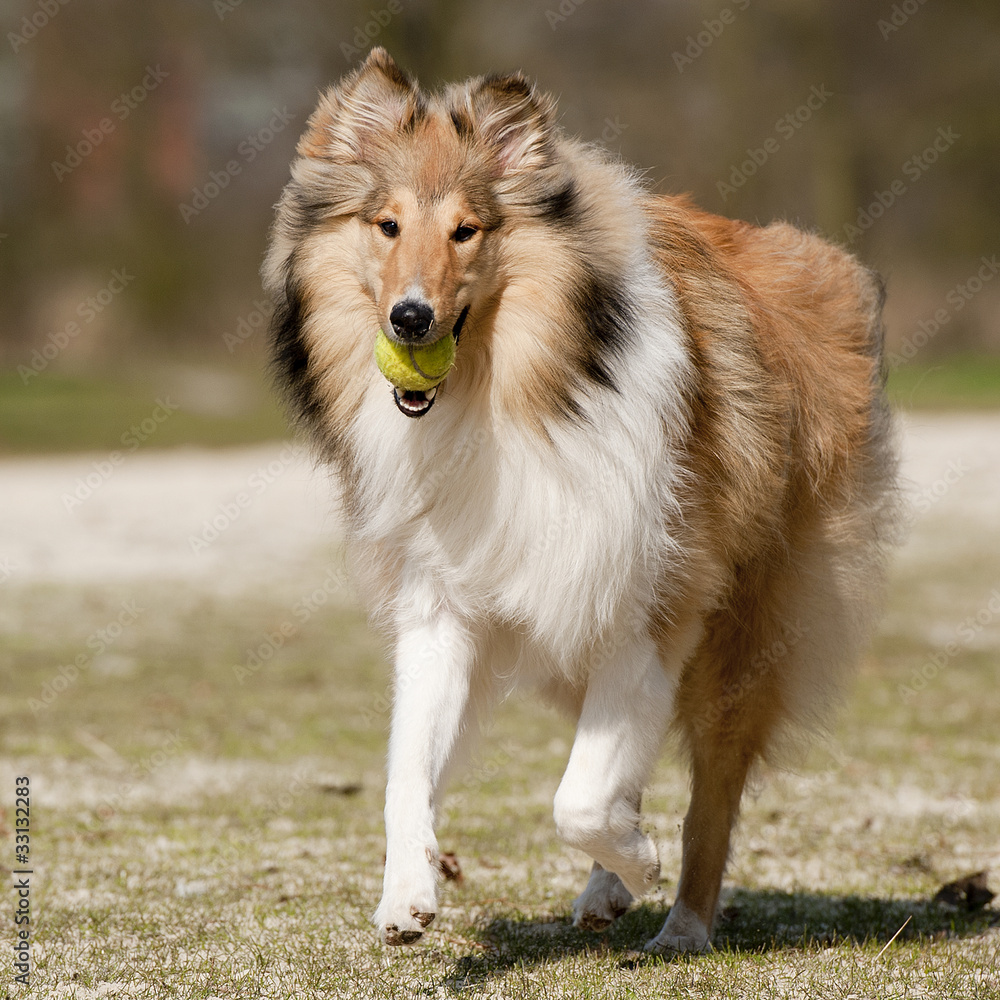 Scotch Collie running with a tennis-ball in his jaw Scotch Collie running with a tennis-ball in his jaw