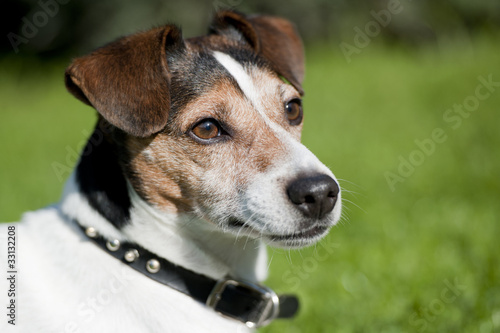 Jack Russel dog in the grass and looking to the right
