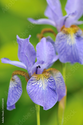 Iris Sanguinea