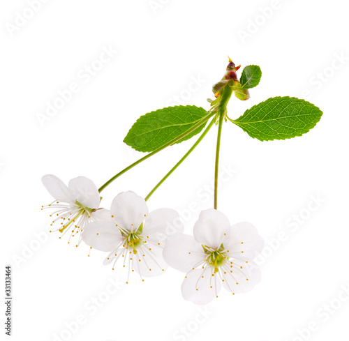 three white cherry tree flowers