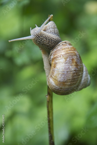 Schnecke auf Wanderschaft