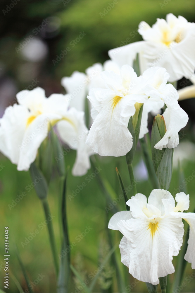 花菖蒲・織姫星ベガ (堀切菖蒲園)