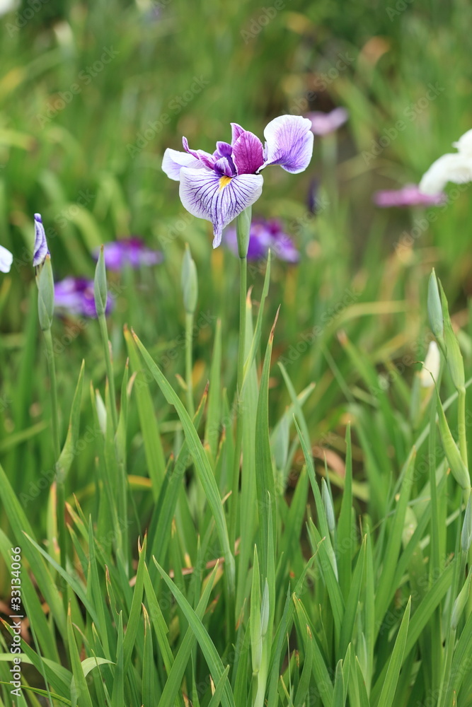 花菖蒲・蛇篭の波 (堀切菖蒲園)