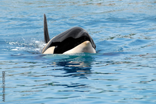 Tête et nageoire d'une orque épaulard vue de face