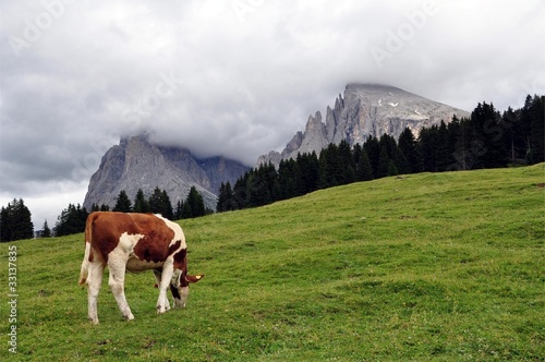 Kühe auf den Langkofel Almen