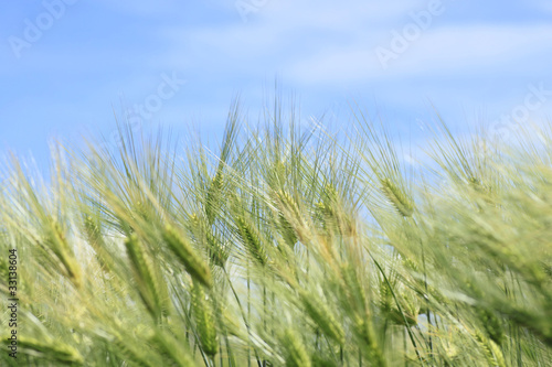 青空と小麦