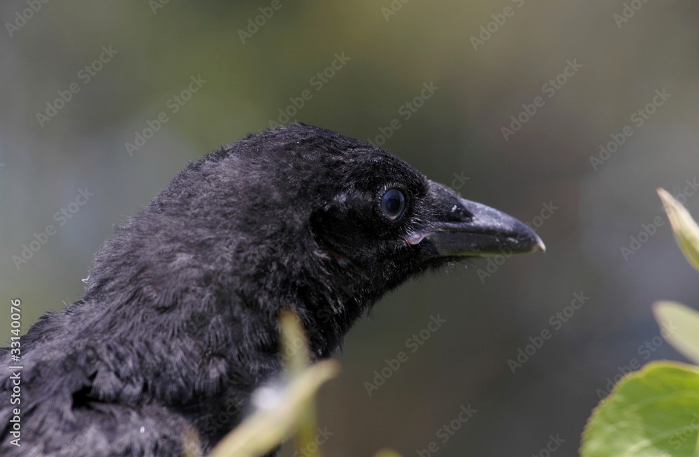 Fototapeta premium bébé corbeau