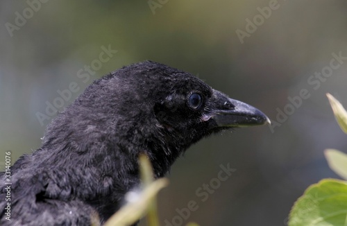 bébé corbeau