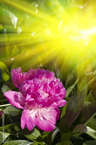 Flowers  dahlias  sunlight
