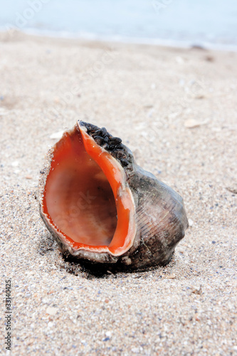 sea snail on sand