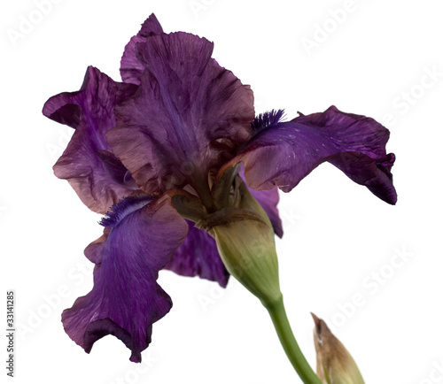 iris barbatus flower