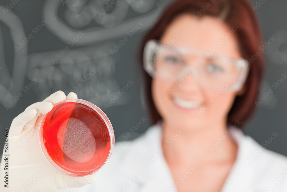 Close up of a cute scientist looking at a petri dish with the ca Close up of a cute scientist looking at a petri dish with the ca