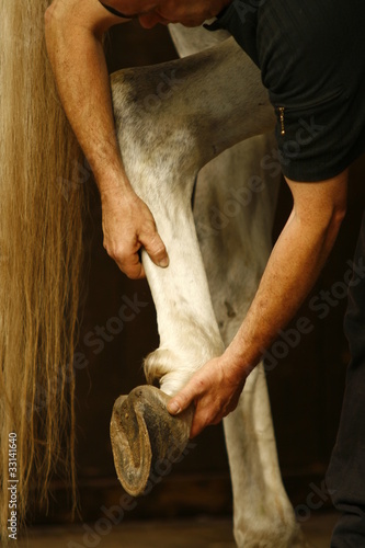 Lahmheitsuntersuchung beim Pferd photo