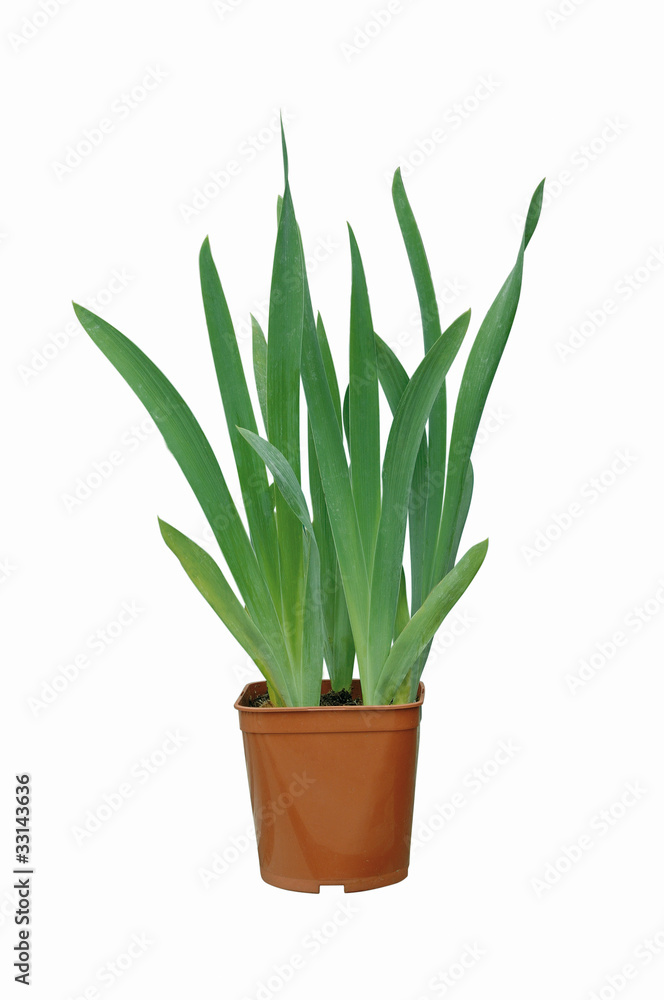 iris en conteneur iris en conteneur