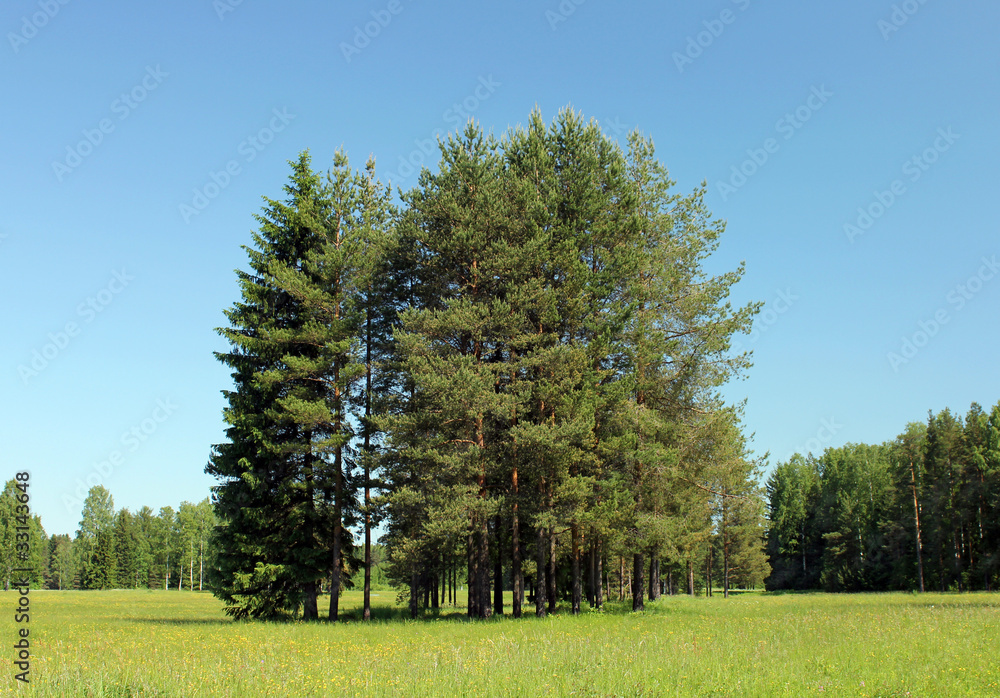 Obraz premium Pine Trees