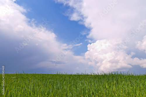 Belarus green wheat field and blue sky and dramatic different cl