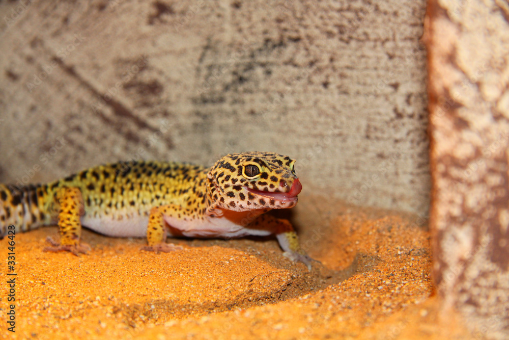 Leopardgecko II Leopardgecko II