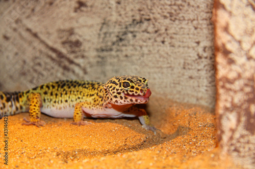 Leopardgecko II