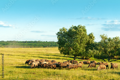 Sheeps on pasture