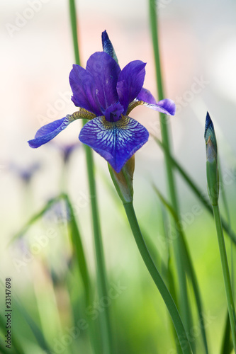 Fototapeta Naklejka Na Ścianę i Meble -  Siberian irises bud and bulb