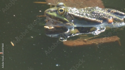 wasserfrosch photo