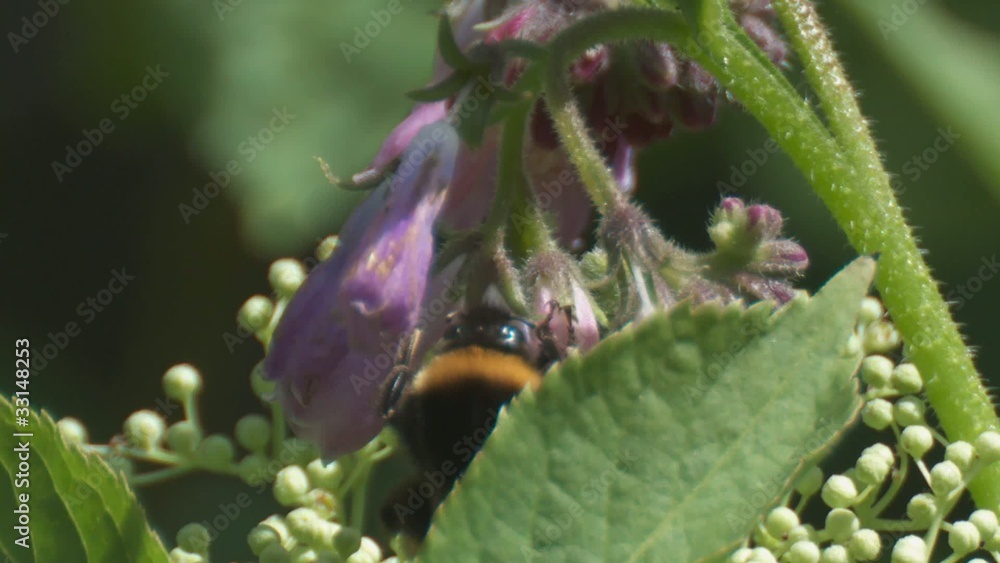 hummel hummel