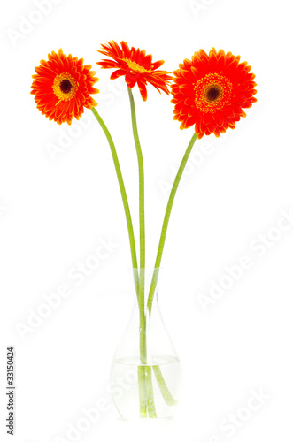 gerbera flower