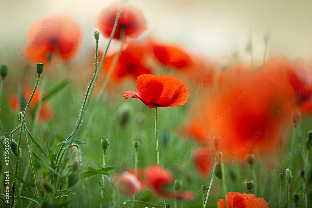 Fototapeta premium Roter Mohn
