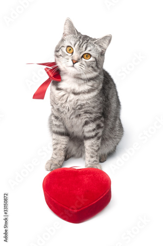 Isolated grey cat with red bow and heart