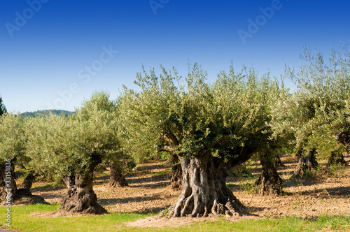 champs d'oliviers centenaires