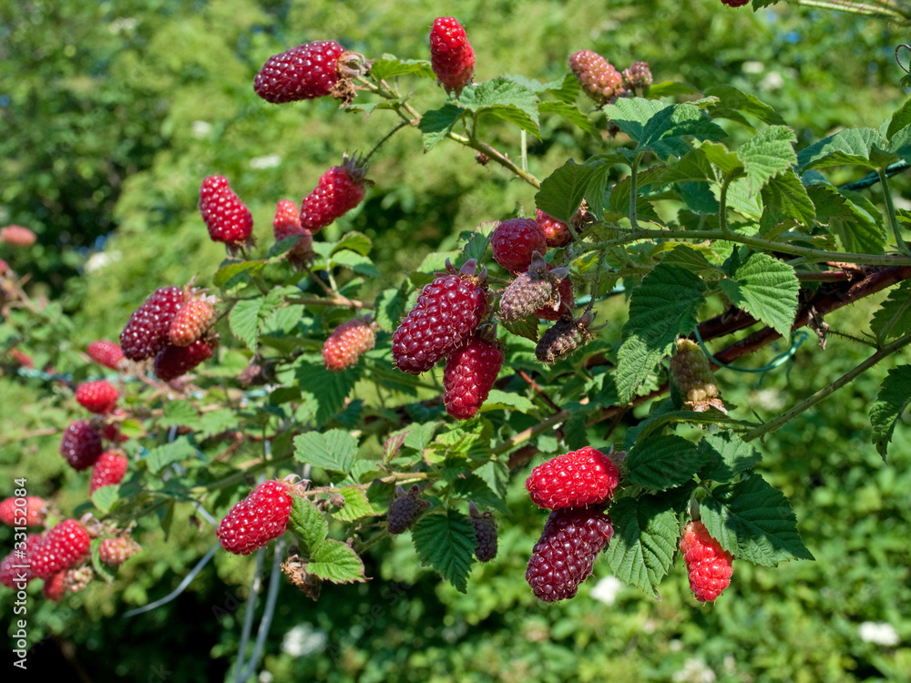 Fototapeta premium Tayberrys