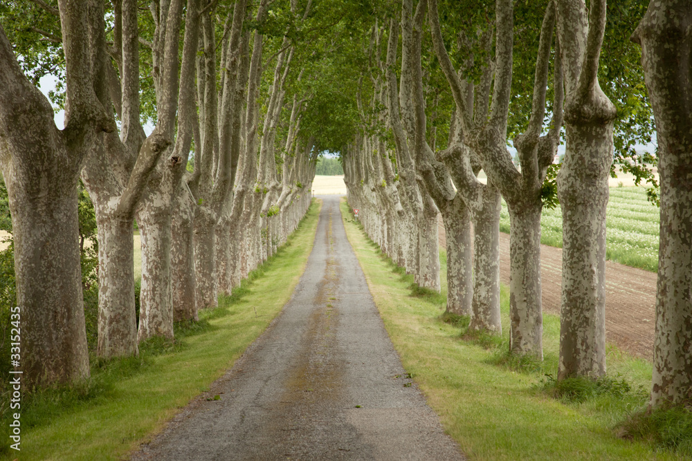 Obraz premium Alignement de platanes