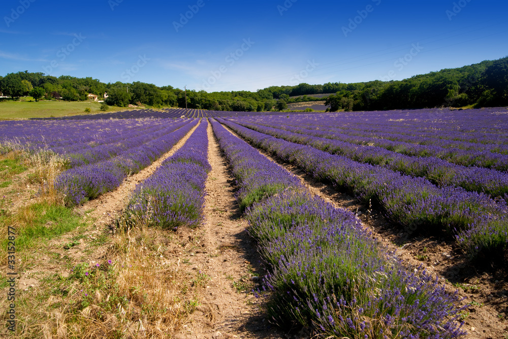 Obraz premium champs de lavandes fleuris