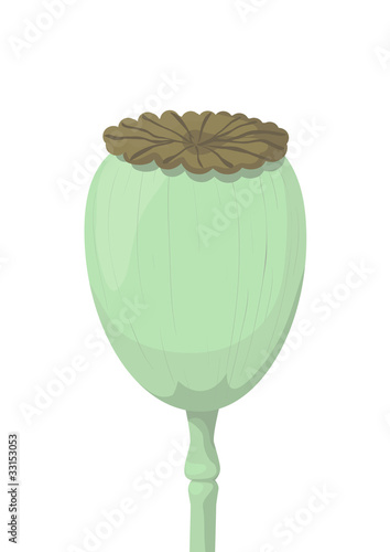 Poppy head, isolated on a white background