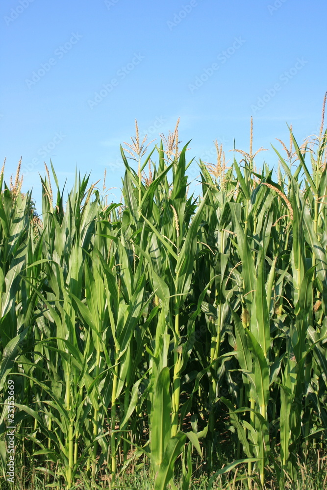 erntereifes Maisfeld,mit blauem Himmel im Hintergrund erntereifes Maisfeld,mit blauem Himmel im Hintergrund
