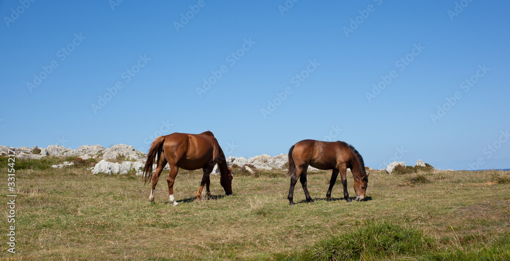 Horse grazing Horse grazing