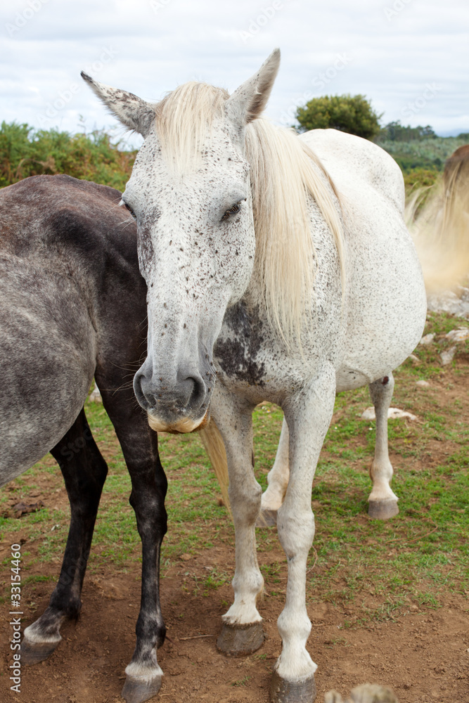 Obraz premium Horses