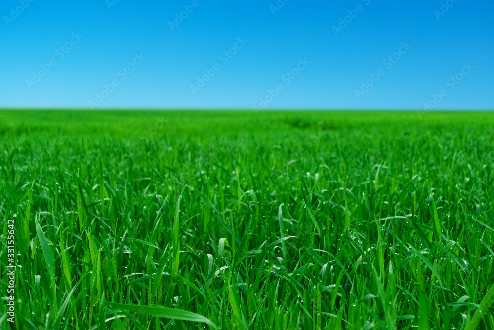 Obraz premium Green Grass and Blue Sky