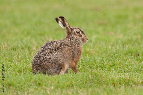 Hare resting
