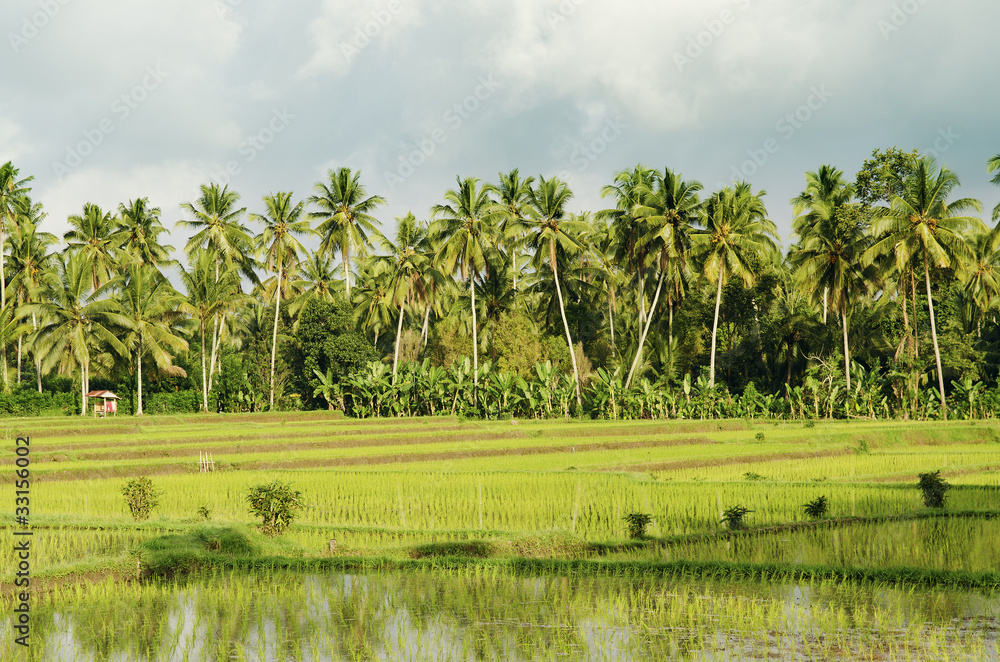 rice field landcape in bali indonesia rice field landcape in bali indonesia