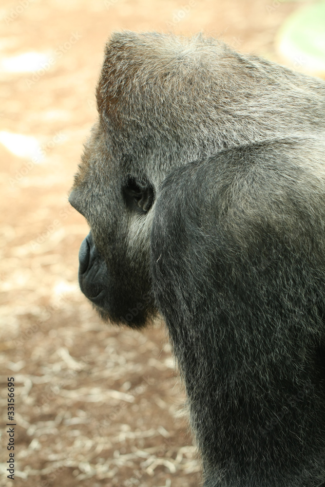 Obraz premium Gorilla