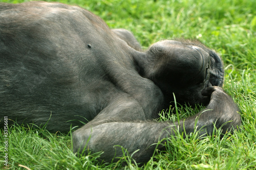 Schimpanse 02 © Birgitt.Bautze