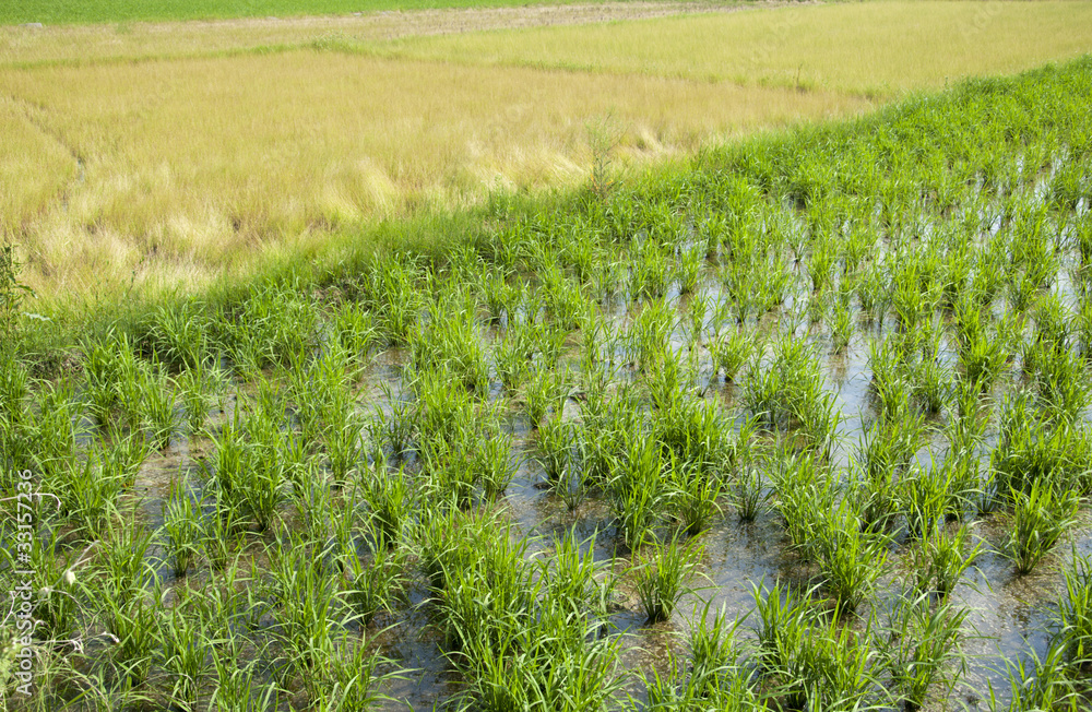 Rice and Straw