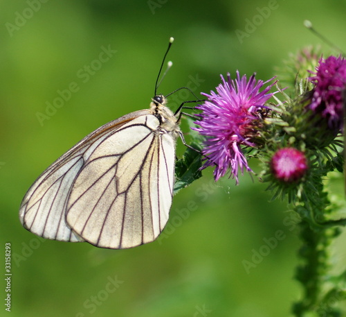 紫色小花上的白色蝴蝶