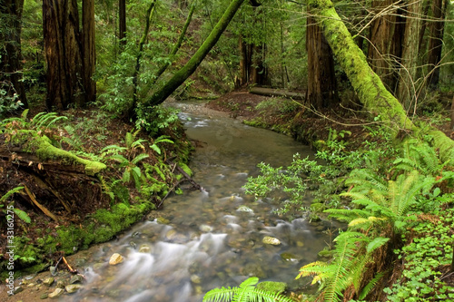 Lush Redwood Forest and Stream  California