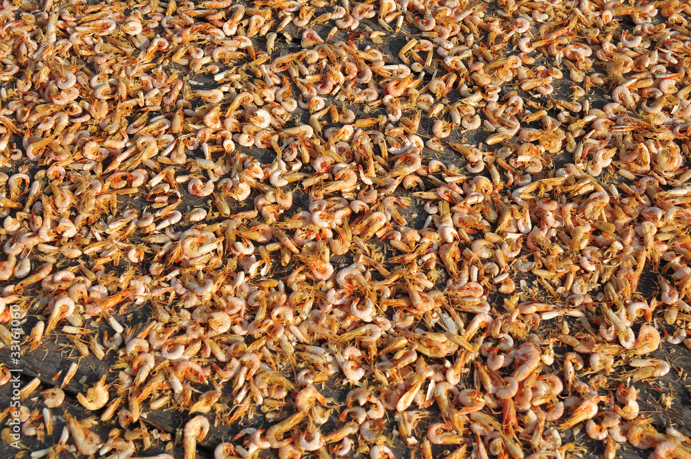 drying shrimp in the fishing village