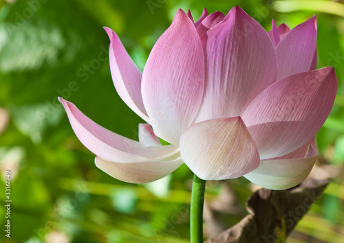 lotus rose